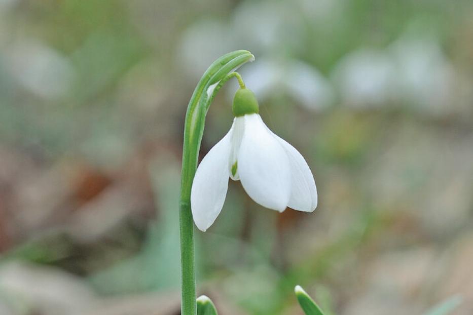 Ein Schneeglöckchen wächst durch ein trockenes, braunes Blatt am Boden.