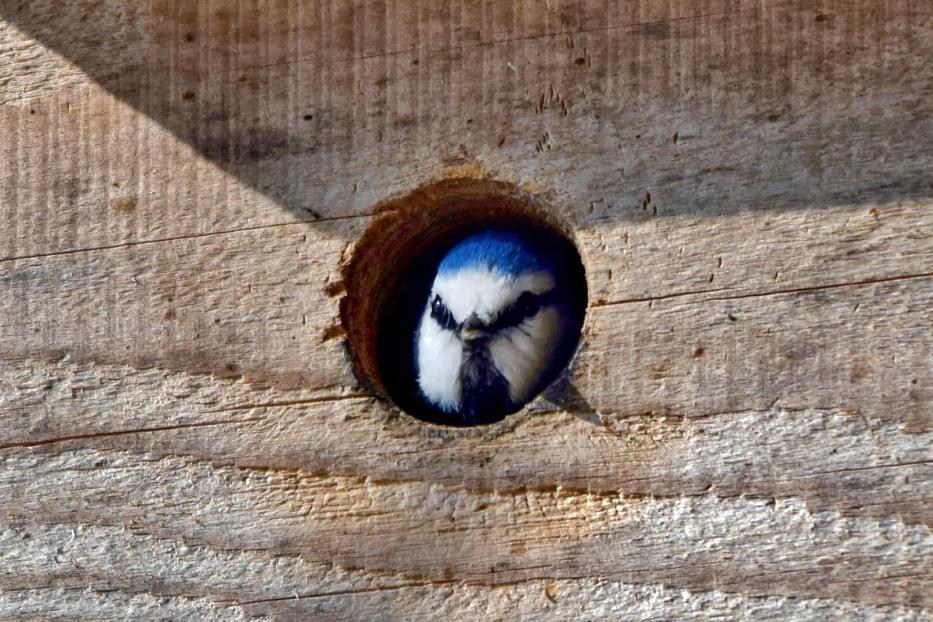 Eine Blaumeise schaut aud dem Nistkasten.