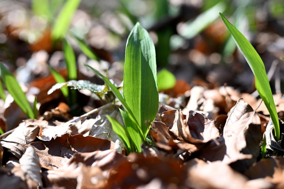 ++ THEMENBILD ++ PFLANZEN / WALD / KLIMA / NATUR / BÄRLAUCH