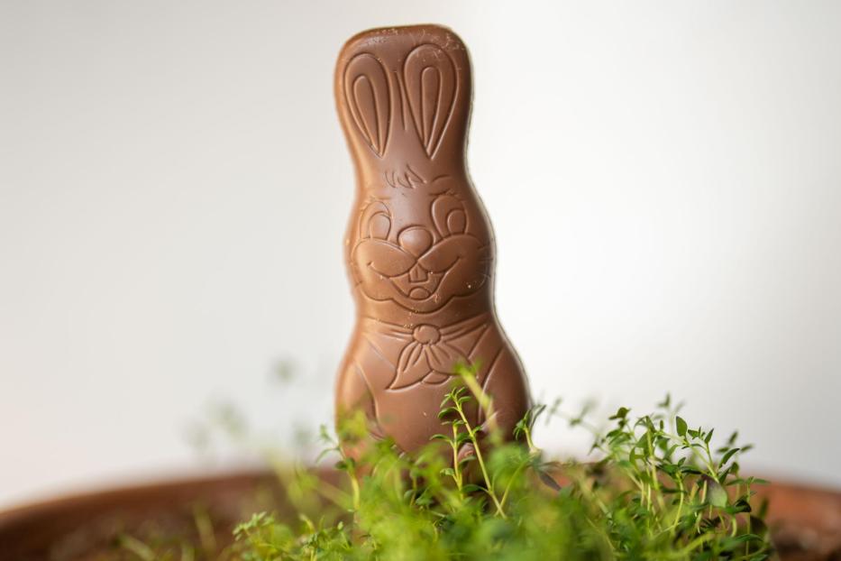 Ein Schokoladenhase steht in einem Blumentopf zwischen grünen Pflanzen.