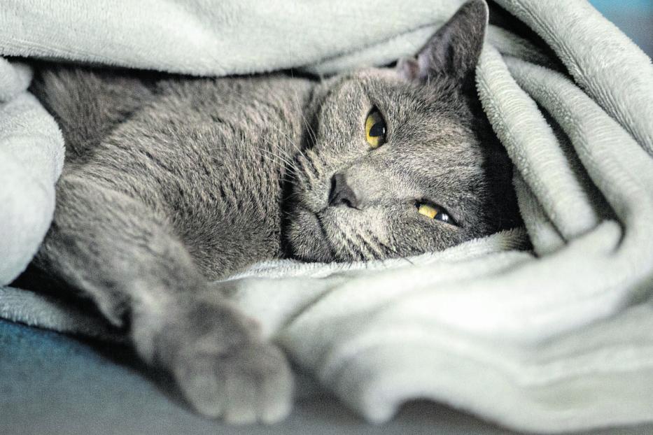 Eine graue Katze kuschelt sich in eine Decke.