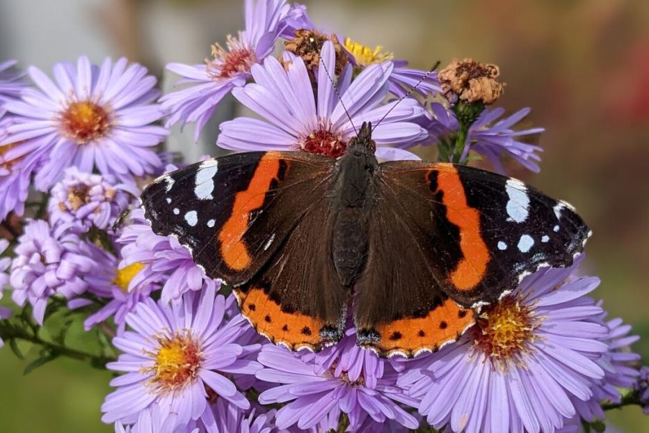 Ein braun-orange-weißer Schmetterling sitzt auf lila Blüten.
