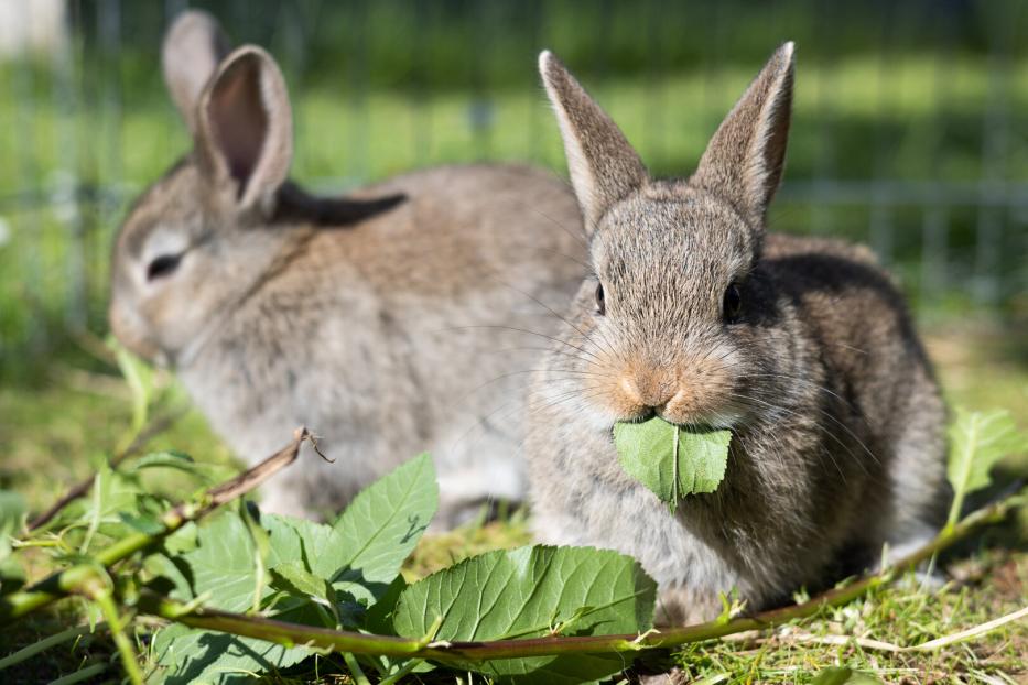 Zwei graue Kaninchen sitzen in der Wiese und fressen Blätter.