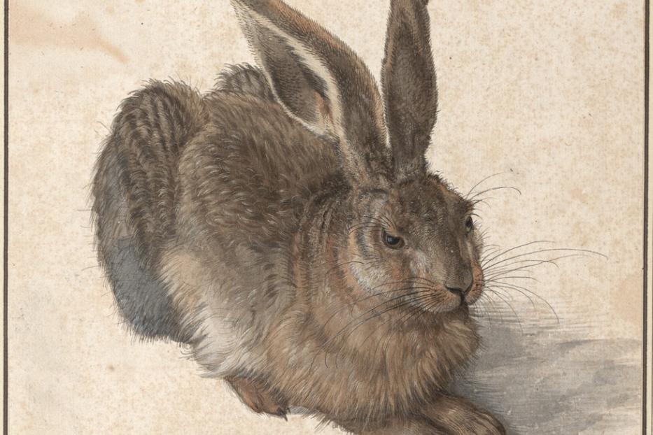 Ein brauner Hase sitzt mit aufgerichteten Ohren und blickt aufmerksam nach rechts.