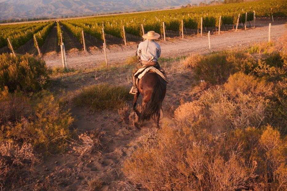 Ein Reiter mit Hut reitet auf einem Pferd durch trockenes Gestrüpp in Richtung eines Weinbergs bei Sonnenuntergang.