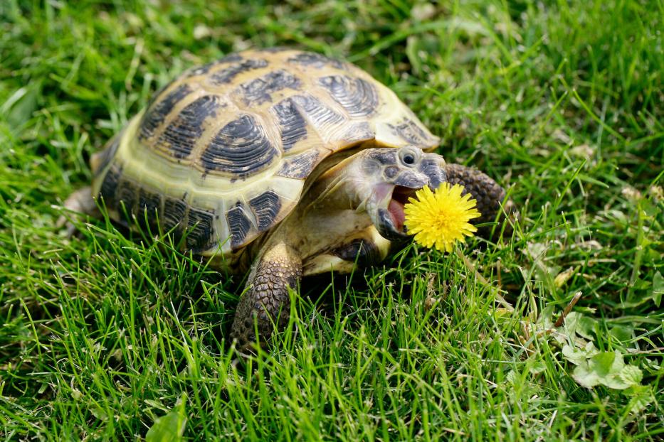 Eine Schildkröte in der Wiese frisst Löwenzahn.