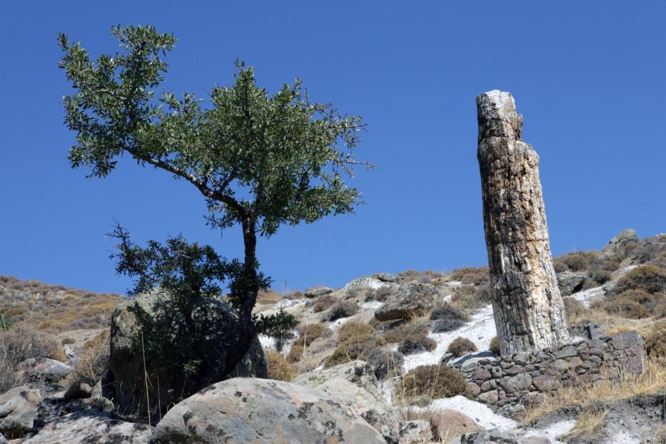 The petrified forest of Lesbos. The island of Lesbos Greece. Mediterranean Sea culture