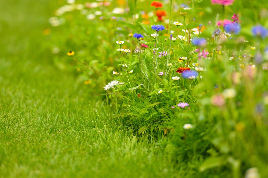 Colorful Wildflowers Blooming In Summer.