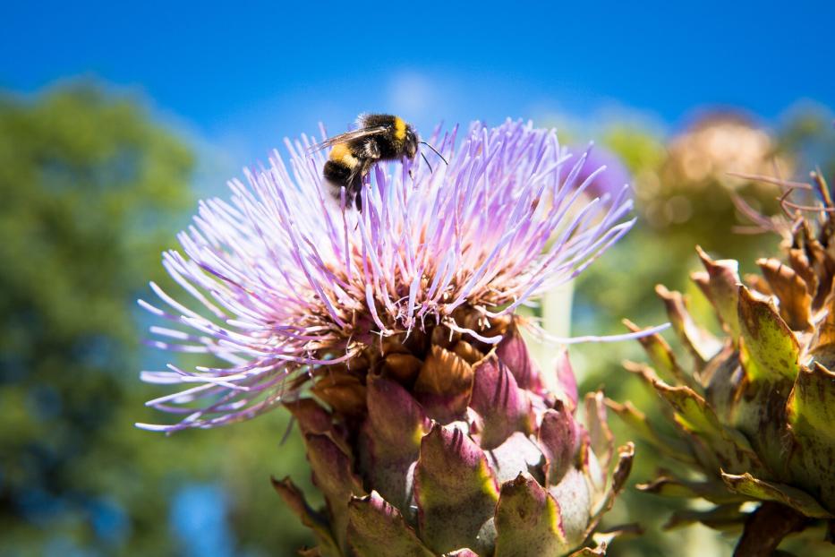 Bumblebee on flowers