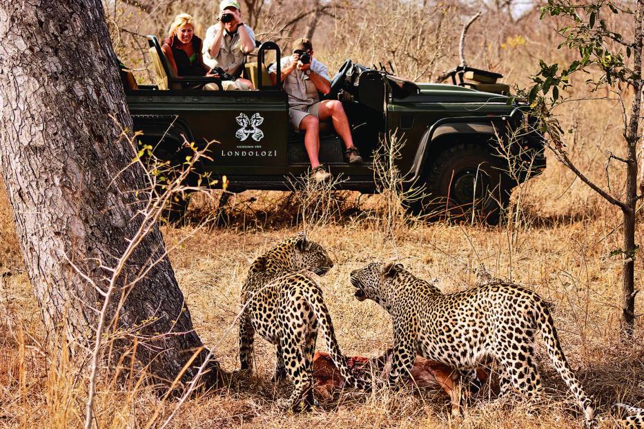 Zwei Leoparden fressen an einer Beute im trockenen Gras, während Menschen im Safarifahrzeug sie beobachten.