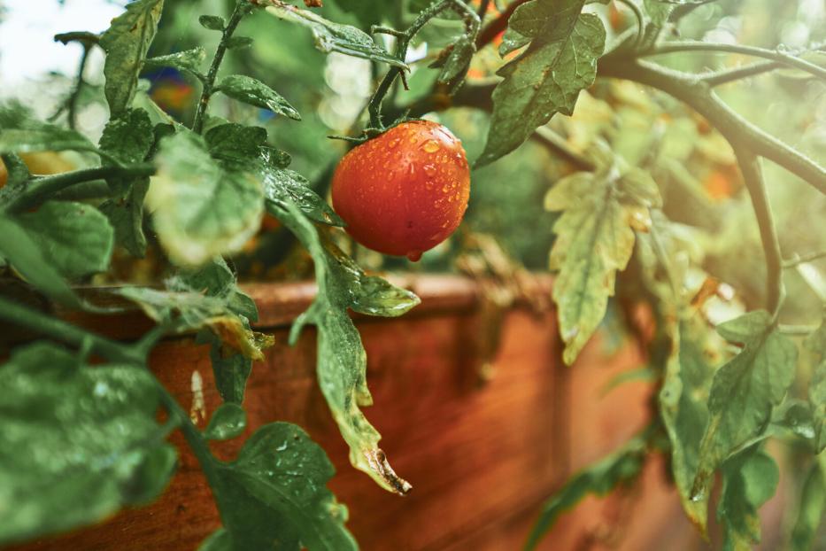 Eine einzelne, mit Wassertropfen benetzte rote Tomate im Hochbeet