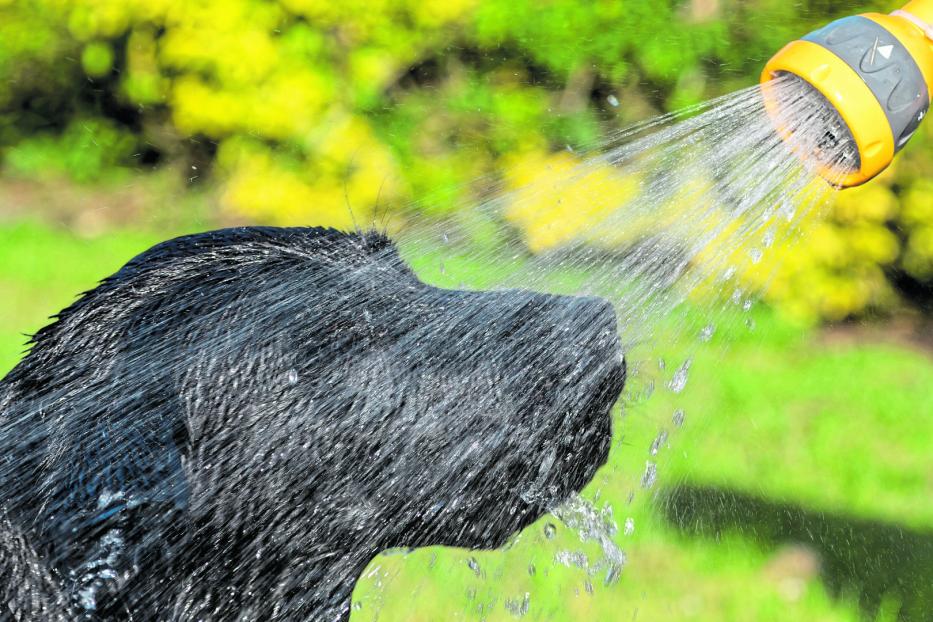 Ein schwarzer Hund lässt sich von einem Gartenschlauch anspritzen.