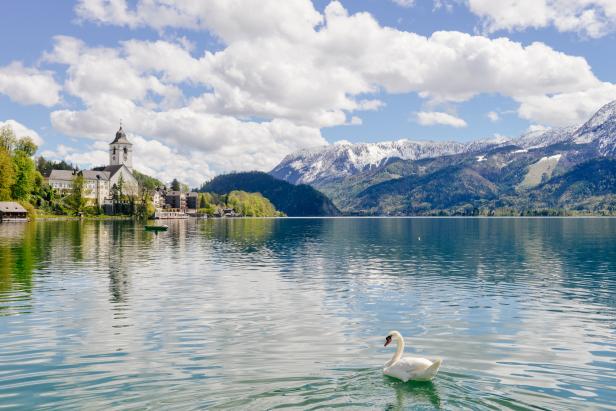 single swan swimming in lake under snow mountain