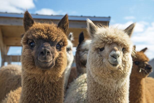 Lama- und Alpaka-Wanderung