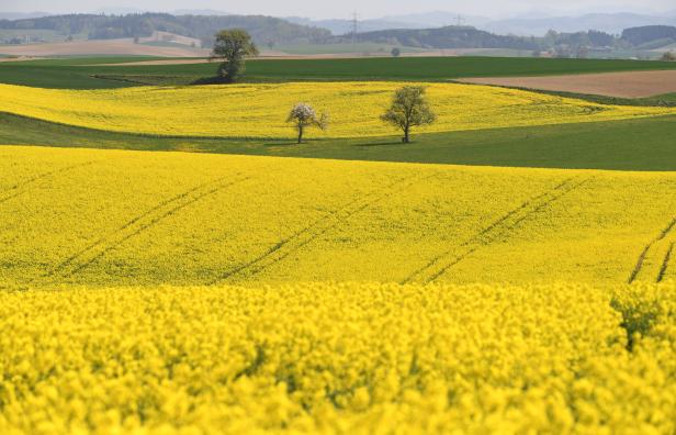 ++ THEMENBILD ++ RAPSFELD / RAPS / RAPSBLÜTE