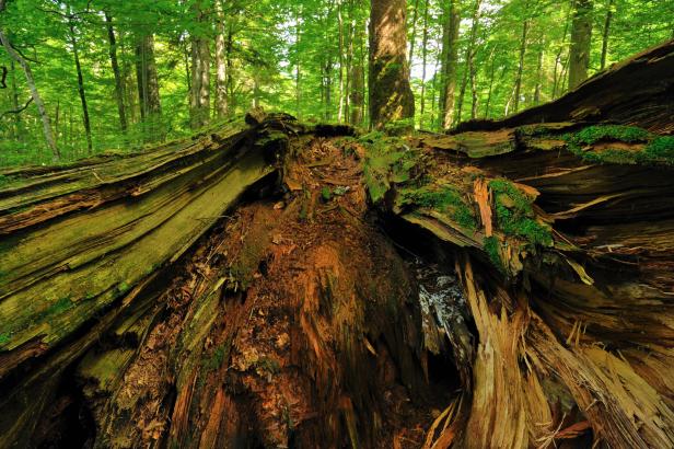 Ancient Forest - Rothwald