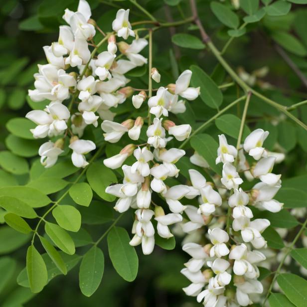 Closeup of white blossoms of a black locust Eine Nahaufnahme einer blühenden Robinie