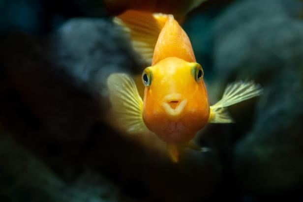 Ein goldener Papageienfisch schwimmt auf den Betrachter zu.