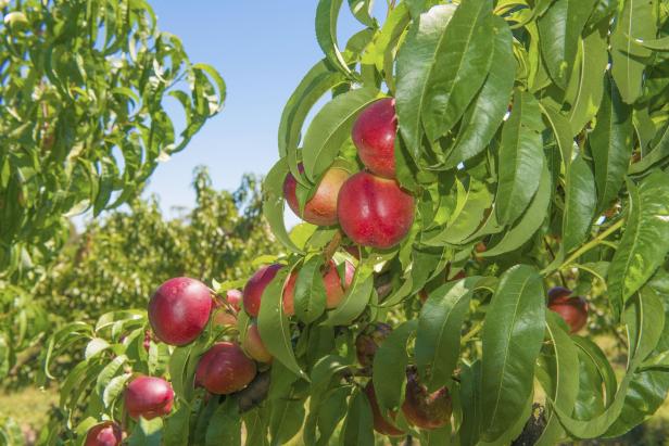 Red nectarines.