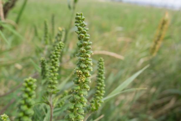 Blühendes Ragweed auf einer Wiese