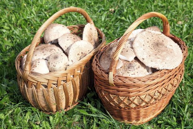 Parasol mushrooms