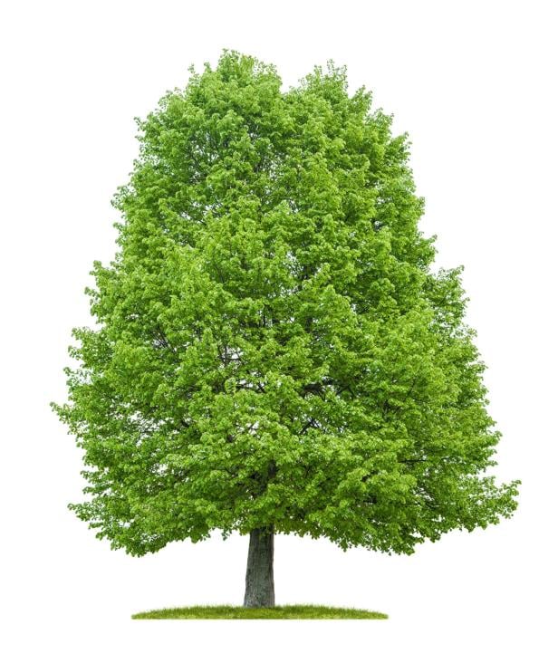 An isolated lime tree on a white background