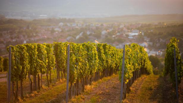 Weingut Szent Tamás, in der Region Tokaj