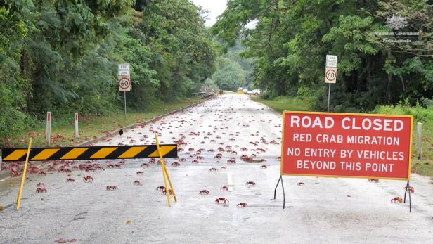 Annual red crabs migration on Christmas Island