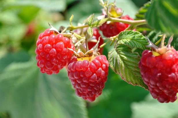 close-up of ripe raspberry
