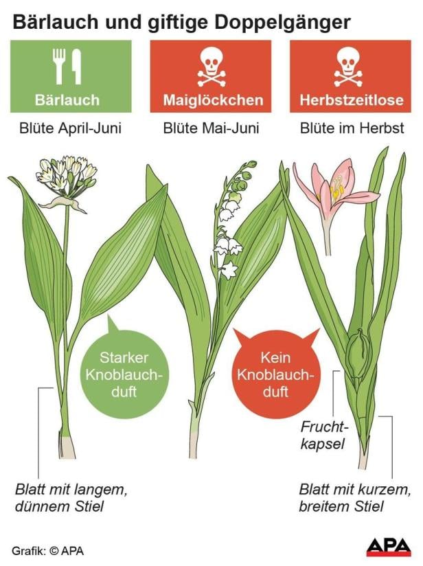 Grafik zu den giftigen Doppelgängern von Bärlauch.