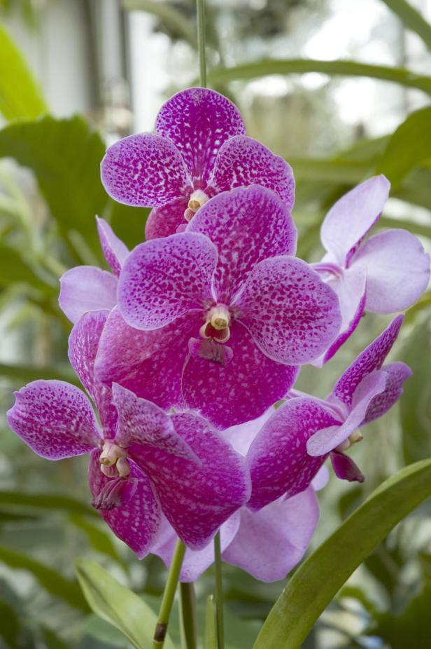 Vanda-Orchidee