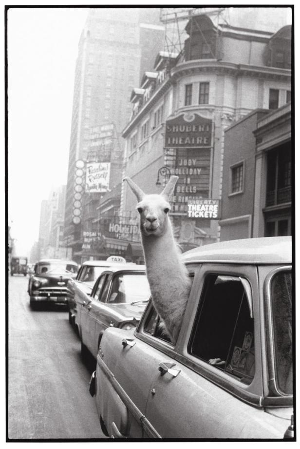 Inge Morath: Ein Lama am Times Square