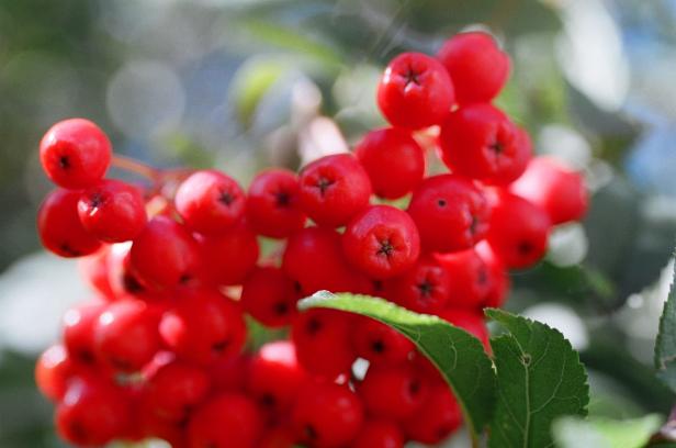 Vogelbeeren im Waldbier 2023