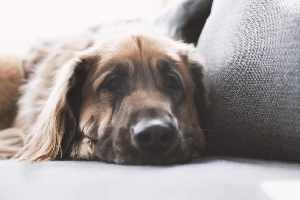 Hund liegt auf der Couch