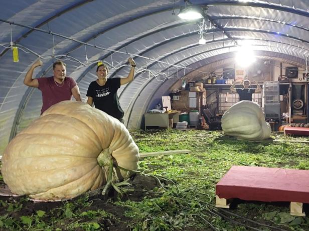 Im Folientunnel wuchsen zwei auserwählte Kürbisse zu Giganten heran, einer holte den Titel