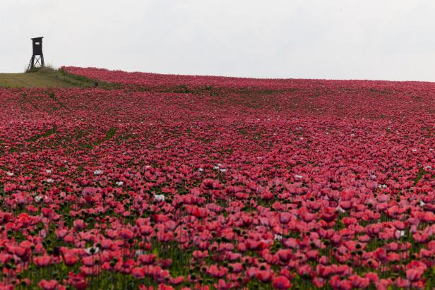 Waldviertel Graumohnfeld