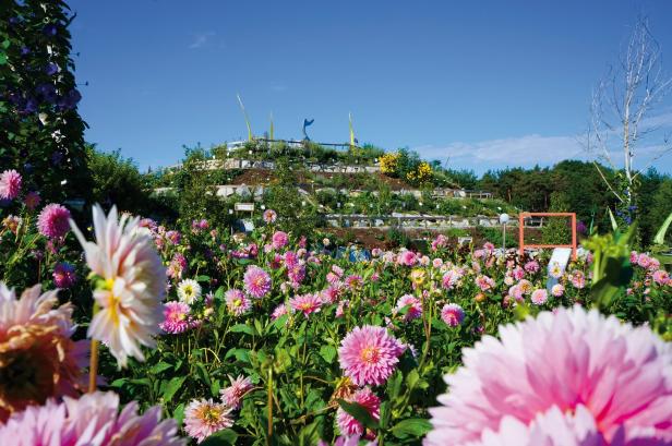 Kittenberger Erlebnisgärten Gartenanlage mit rosa Blumen im Vordergrund