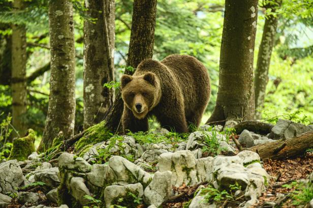 Braunbär im Wald in Slowenien