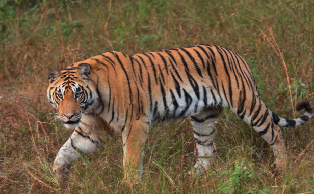 Bengalische Tiger hautnah bei einer Safari erleben