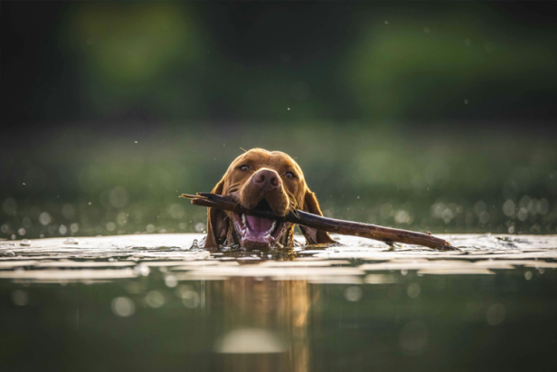 Schwimmender Hund