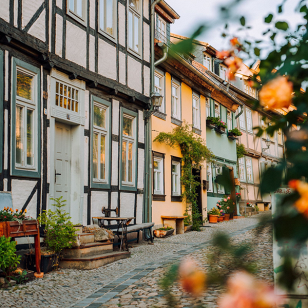 Bunte Fachwerkhäuser in mittelalterlicher Gasse mit Kopfsteinpflaster hinter Rosenhecke