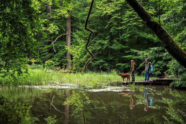 Der Hainich ist ein ausgedehnter, bewaldeter Höhenrücken im Nordwesten Thüringens, mit seiner Waldfläche von 13.000 Hektar ist der Hainich das größte zusammenhängende Laubwaldgebiet Deutschlands