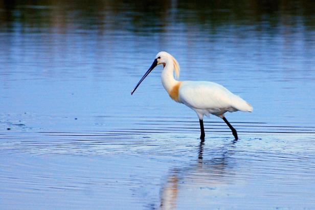 An die 350 verschiedene Vogelarten wurden in der Region dokumentiert  