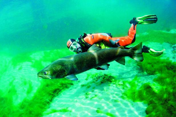 Ein kapitaler Huchen schwimmt vor einem Taucher in der kristallklaren Traun