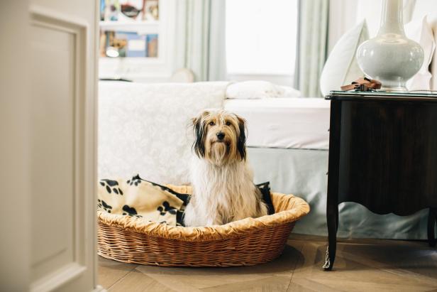 Hundefreundliches Hotelzimmer im Sacher