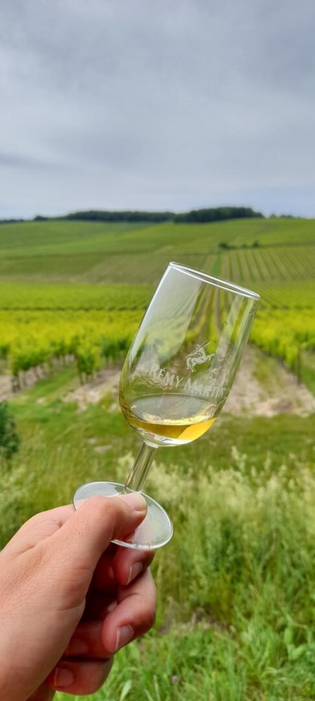 Ein Cognac-Glas von Rémy Martin in einer Hand. Dahinter liegen die Weinberge des Cognac-Herstellers.