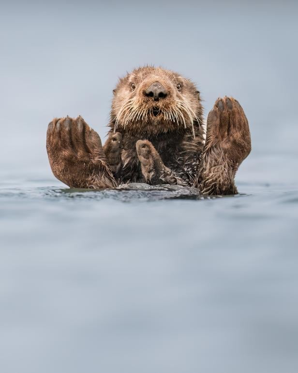 Wildlife Comedy Awards 2024: Charles Janson "Otter Guru"