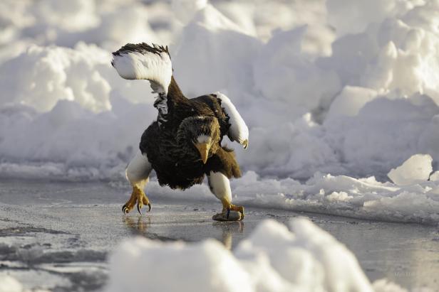 Wildlife Comedy Awards 2024: Mark Meth Cohn "The Speed-Skater"