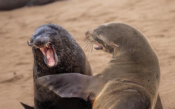 Wildlife Comedy Awards 2024: Marti Phillips "Are You Kidding"