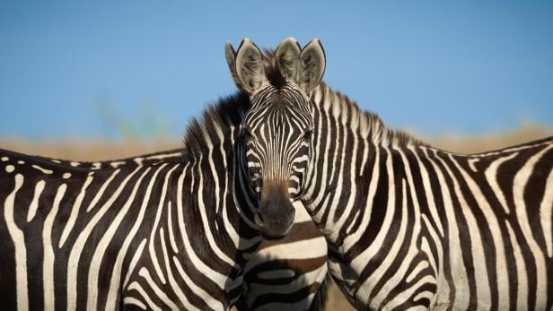 Wildlife Comedy Awards 2024: Sarosh Lodhiwait "'Which Zebra is in Front"